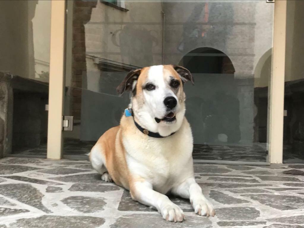 Palazzo Cestari Hotel Montesano sulla Marcellana Εξωτερικό φωτογραφία